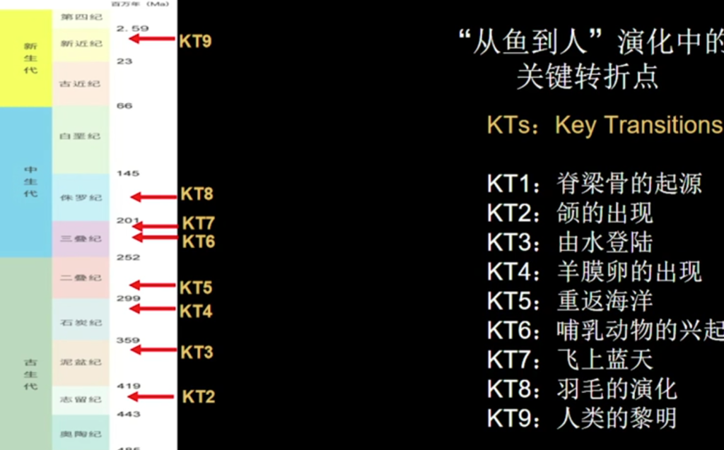 脊椎动物的演化历史：从鱼到人