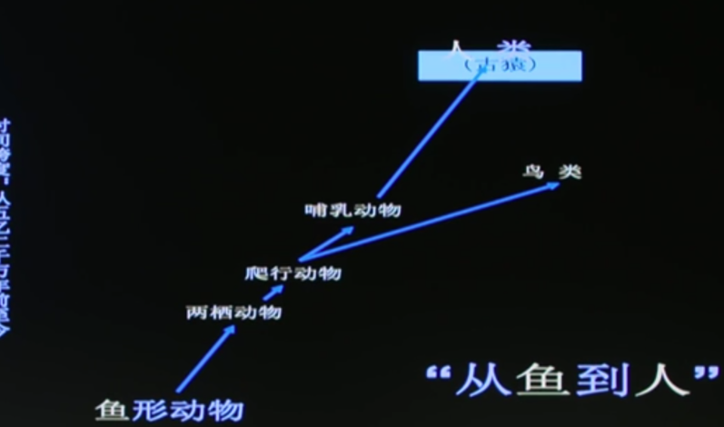 从鱼到人类起源----万物同祖-Peter personal website