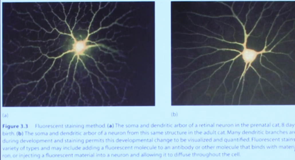神经心理学与大脑-Peter personal website