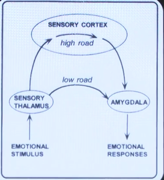 情绪与大脑的变化-Peter personal website